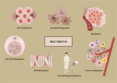 MUC1 and MUC16: critical for immune modulation in cancer therapeutics